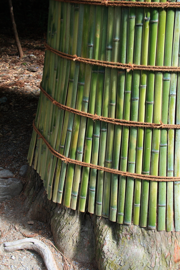Defense of a bamboo