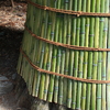 Defense of a bamboo