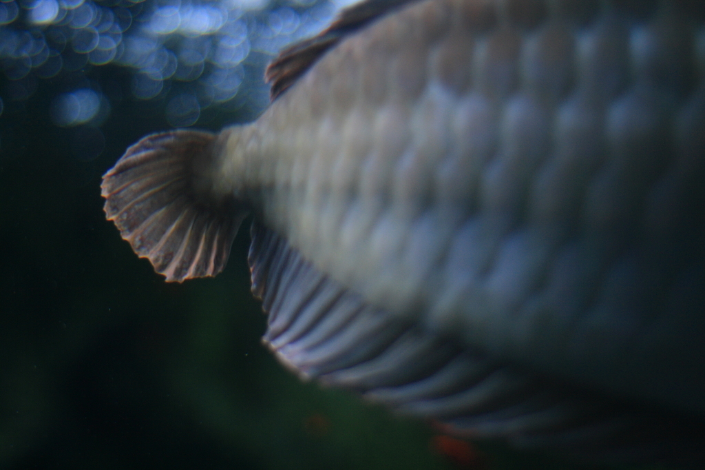 Silver arowana