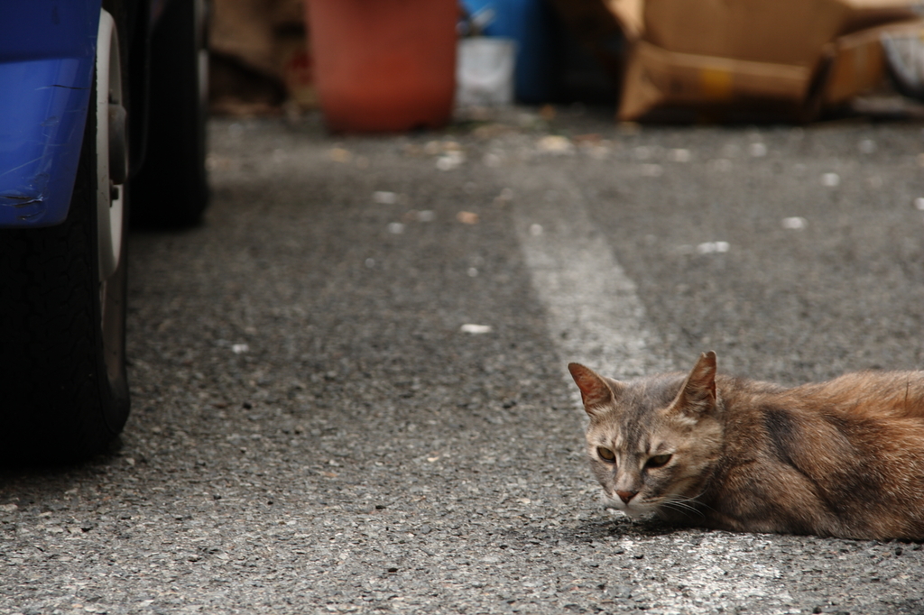 中華街の猫　（関西オフ会）
