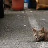 中華街の猫　（関西オフ会）