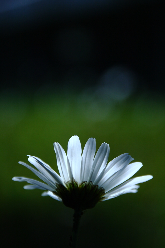 translucent
