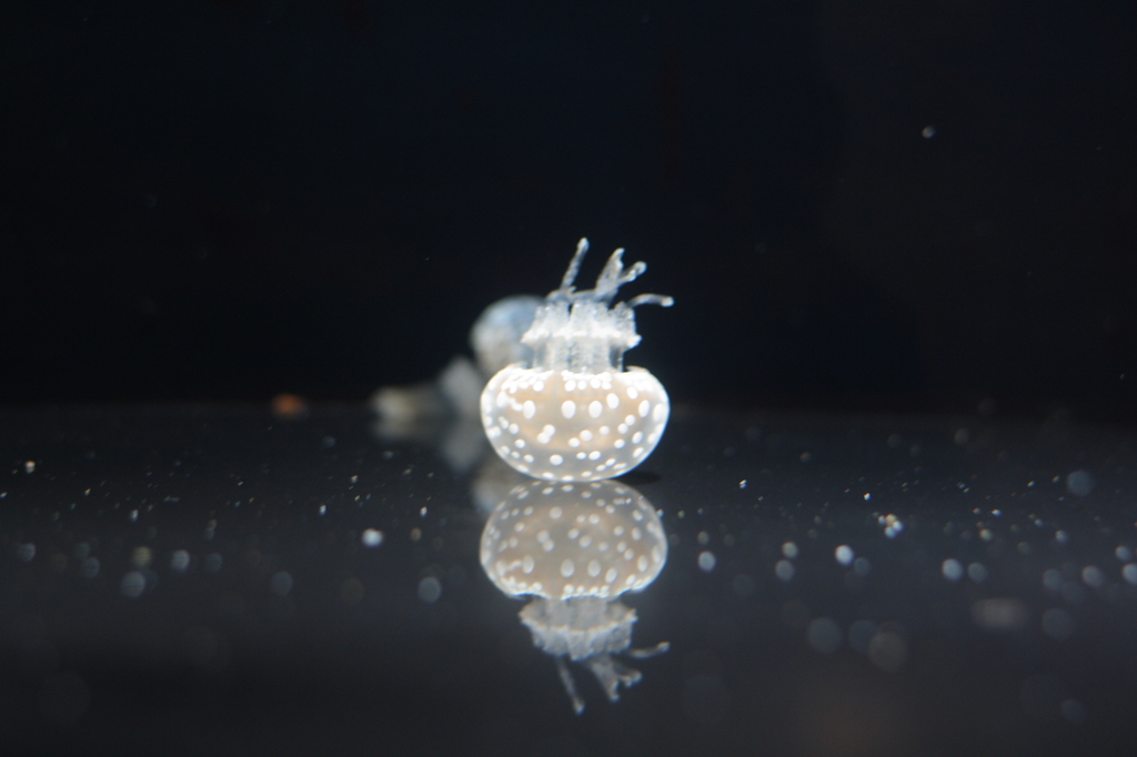 Jellyfish