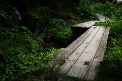 緑の散歩道