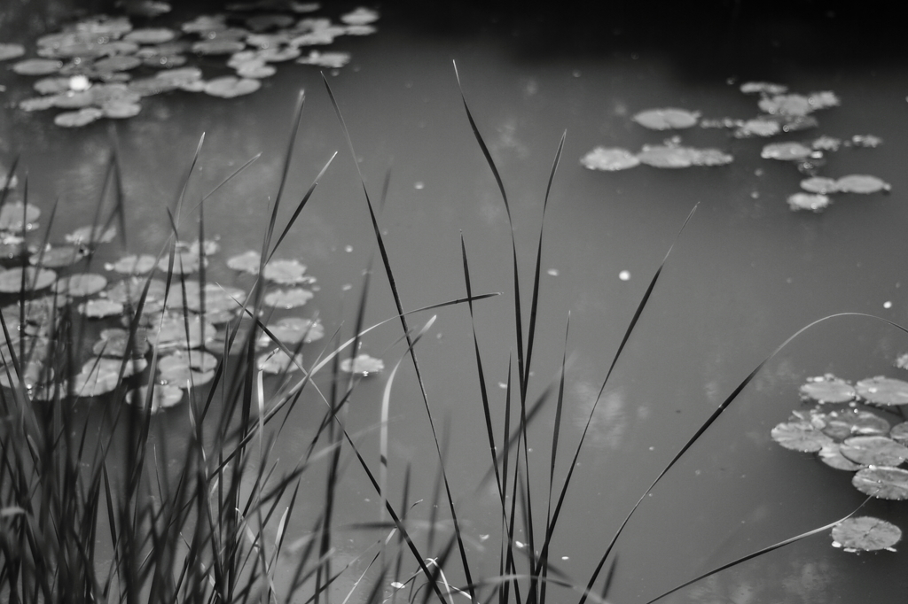 Étang de monochrome