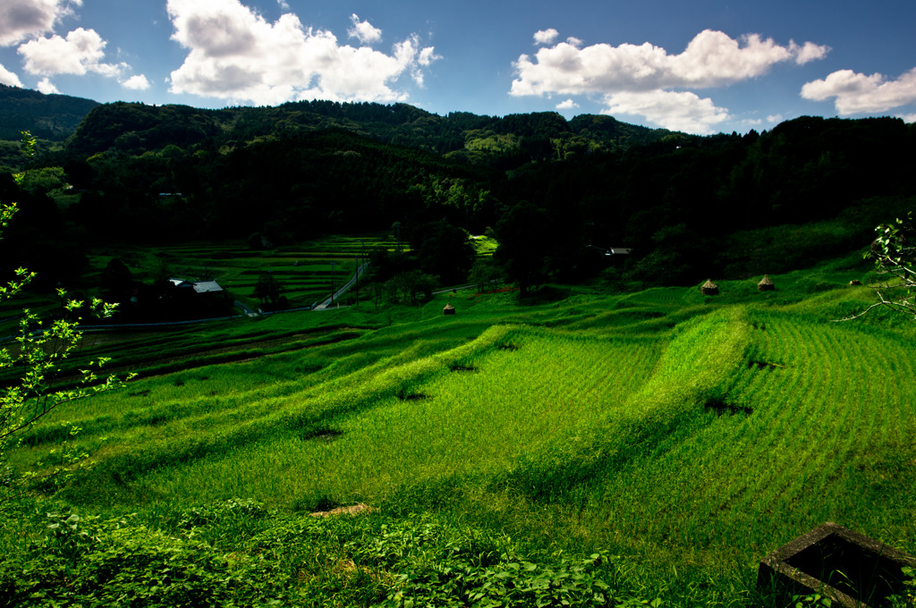 かってに千葉百景　大山千枚田