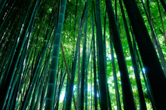 bamboo×bamboo
