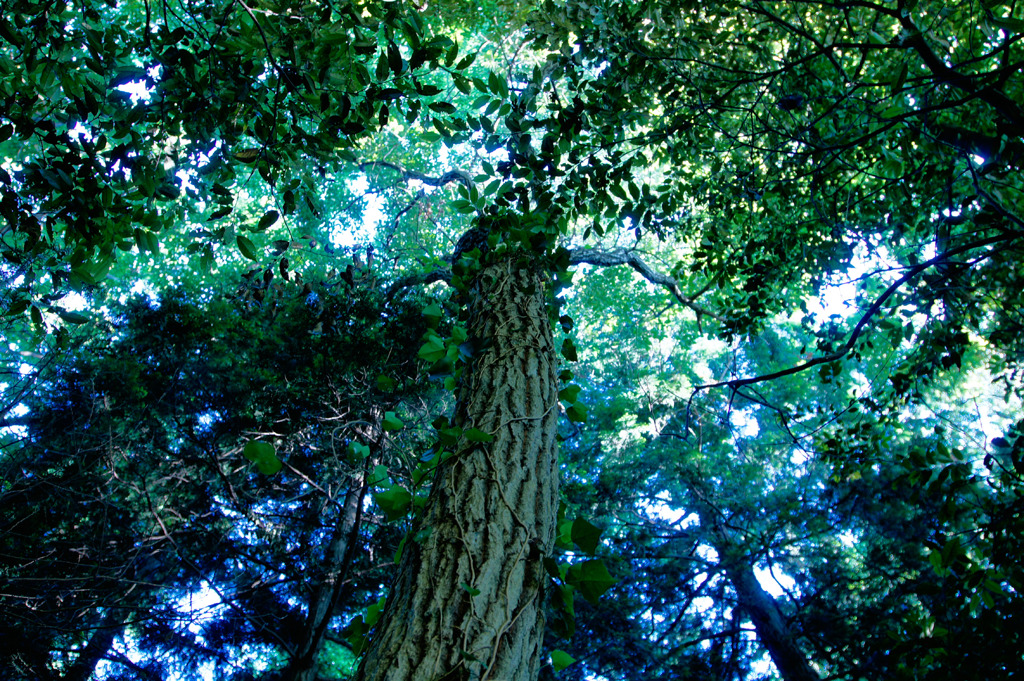 green×greeen