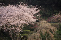 夕桜