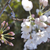 花よりも 蕾の色の 鮮やかさ