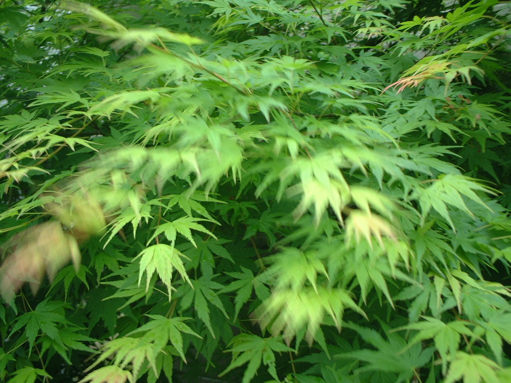 爽爽