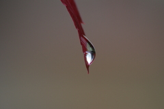 雨上がり