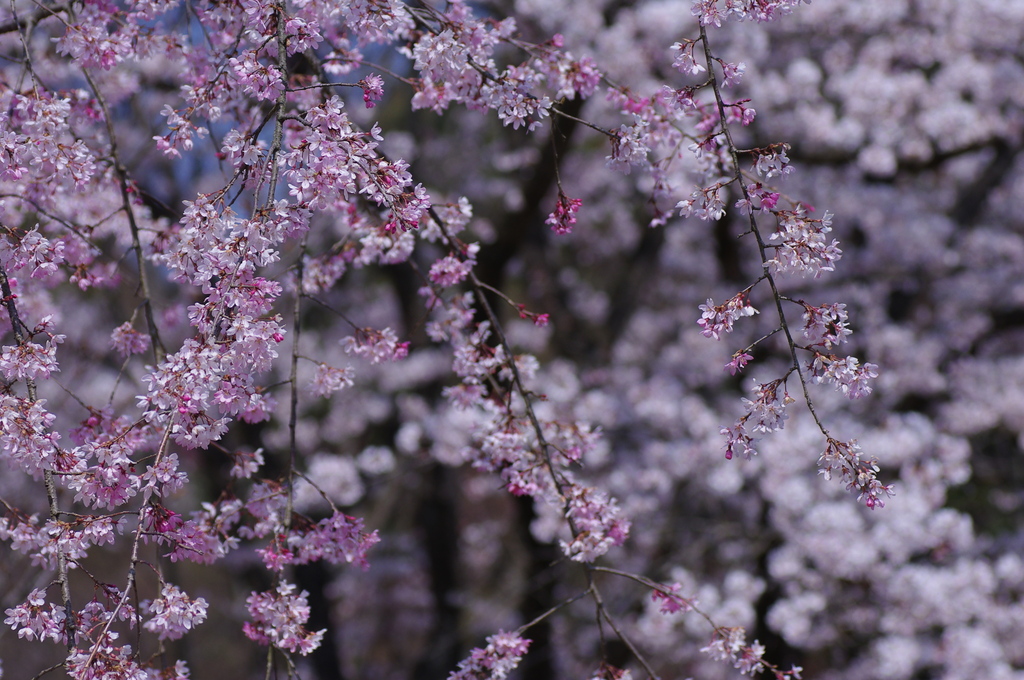 枝垂桜