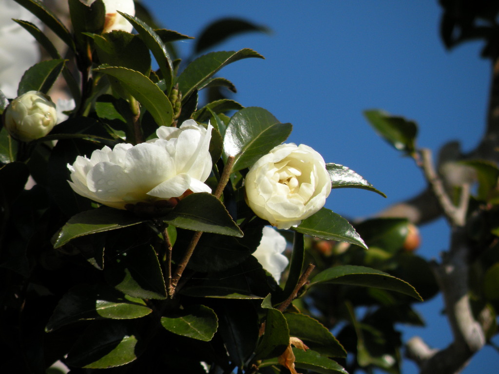 山茶花