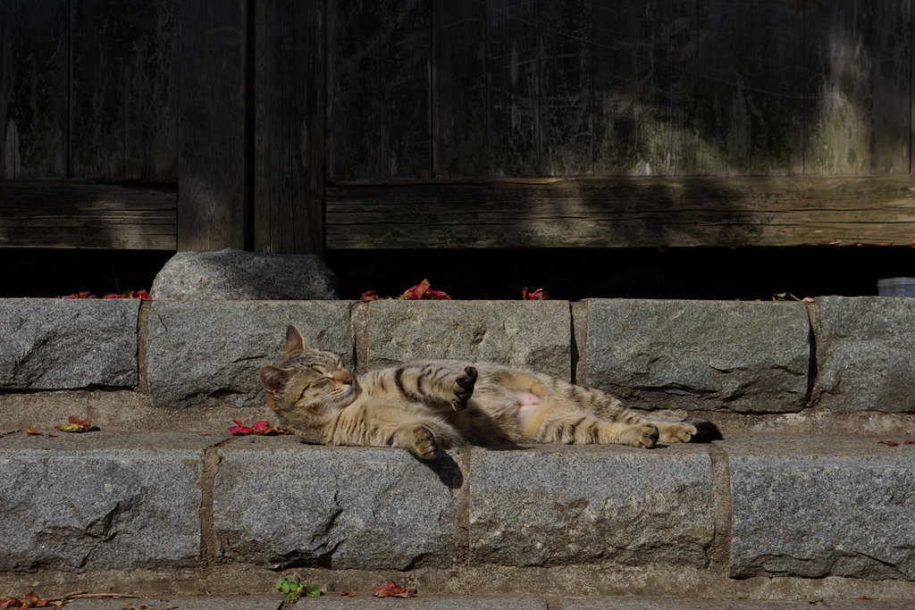 江ノ島の猫