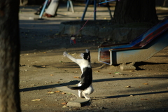 不忍池の猫