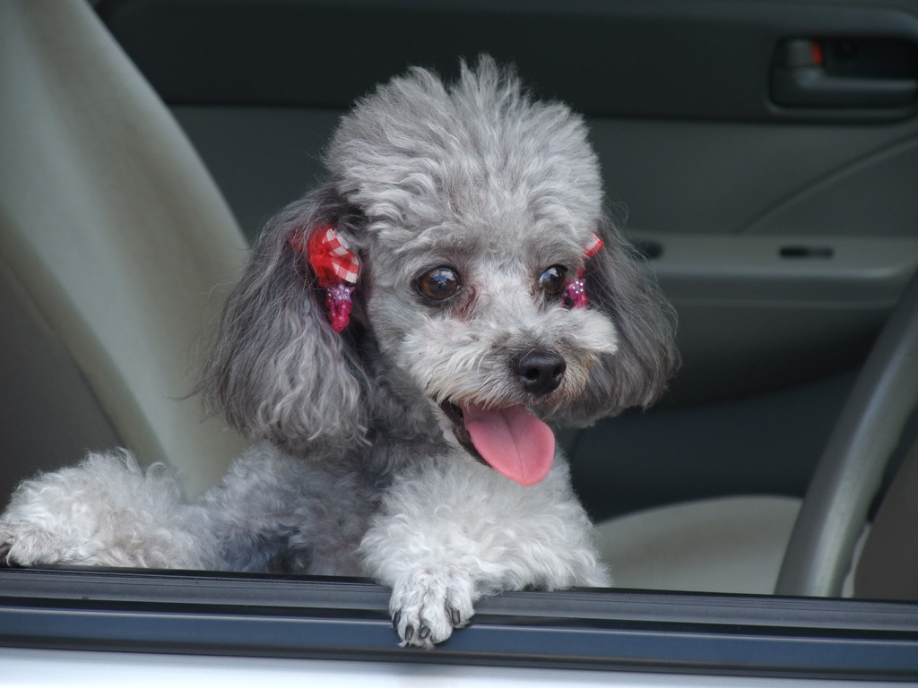 飼い主を待ちこがれる犬