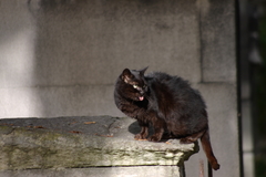 アカンベー猫