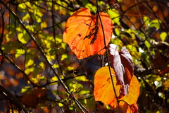 日光が透過する紅葉