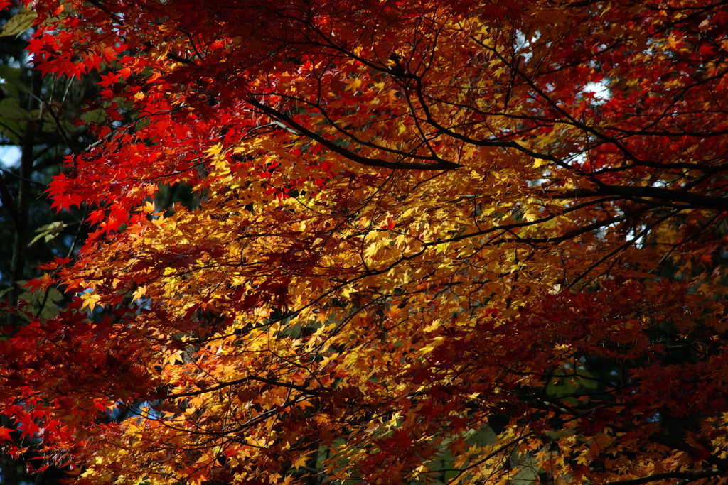 天竜峡の紅葉