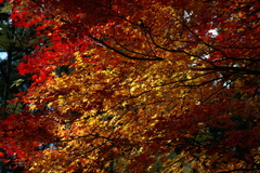 天竜峡の紅葉