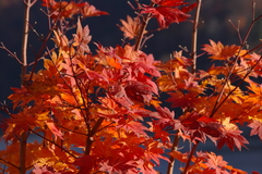 奥利根･矢木沢ダムの紅葉