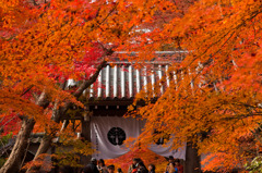 京都 光明寺