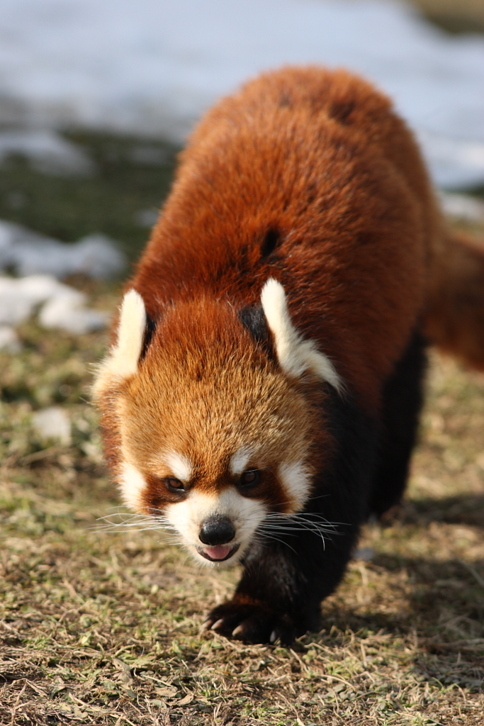 レッサーパンダ