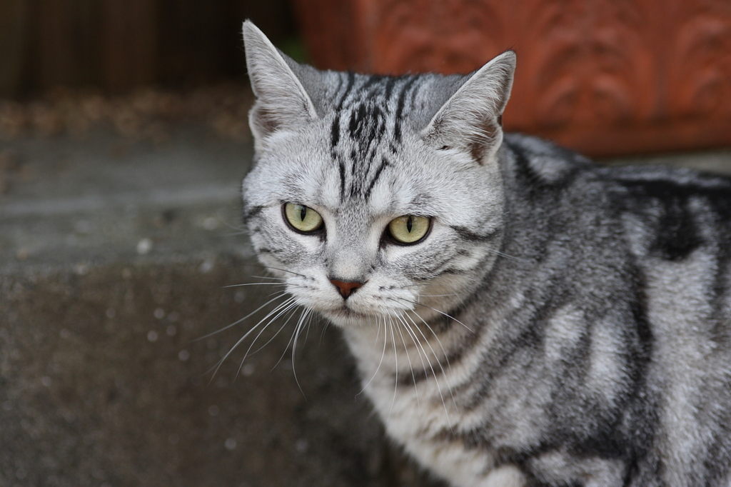 ラムさん