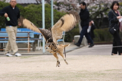 チャンドラちゃん