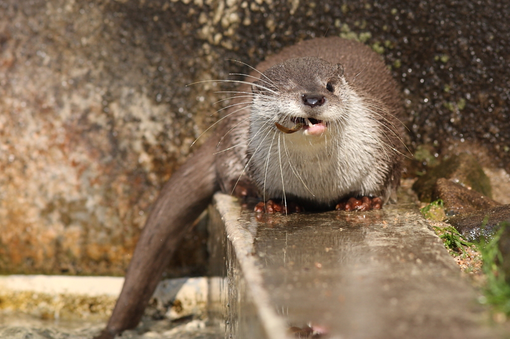 ユーラシアカワウソ