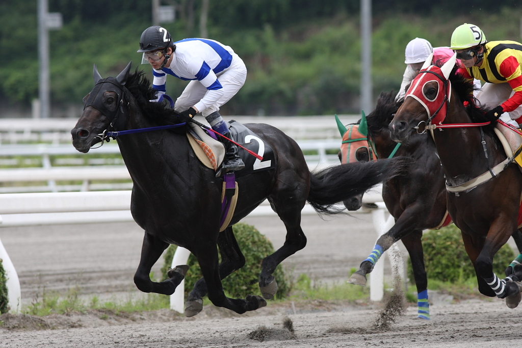 高知競馬