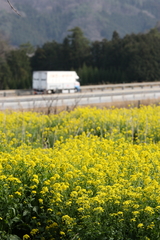 菜の花と中国道