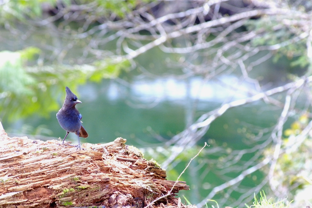 Steller's Jay 4