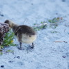 かくれんぼー頭隠して尻隠さずー