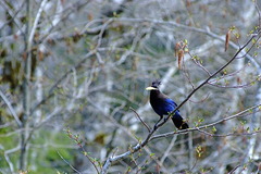 Steller's Jay 2