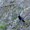 Steller's Jay 2