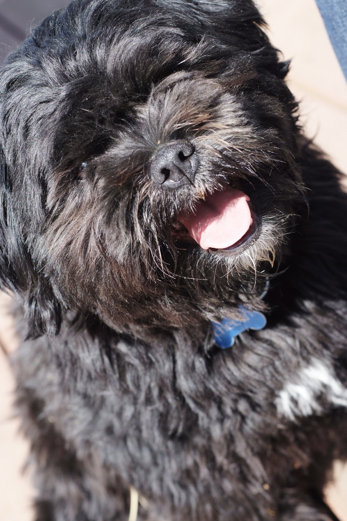 犬