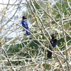 Steller's Jay 1