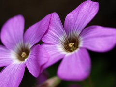 紫の花