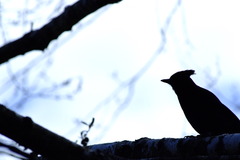 Steller's Jay　６