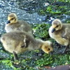 Three chicks on the seashore 海岸沿いの小鳥たち