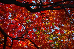 紅葉1(三郷公園にて）