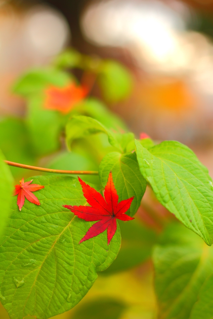 セーフティーネット