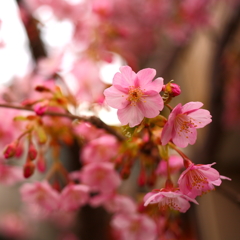 お帰り、EOS 5D（２）