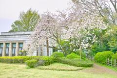 飛鳥山スナップ（３）