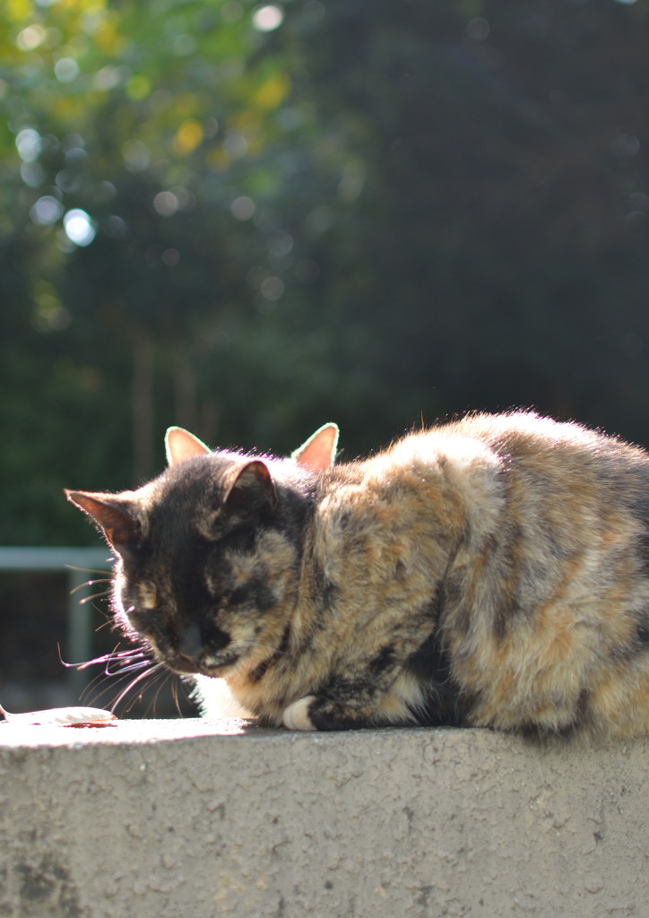 猫ミミが４つ！？　(=^・^=)