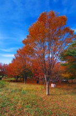 秋空スナップ (1)