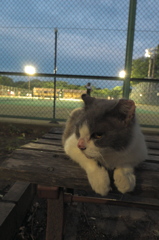 高感度なネコ(=^・^=)