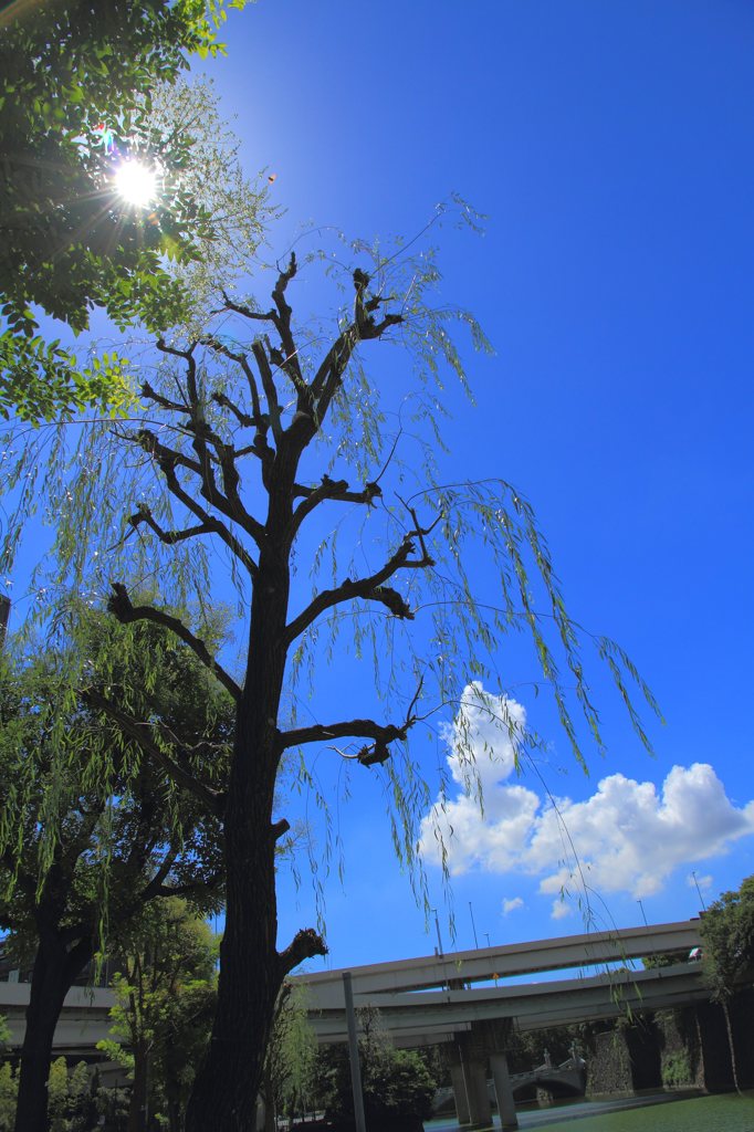 皇居周辺スナップ (2)